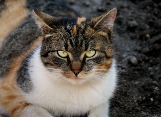 Fototapeta premium A beautiful view of domestic cat with strict face looking to camera. This is my best friend Liza. Her colours are orange, black and white. Very nice green eyes