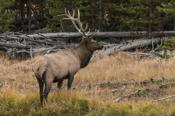 Elk in Yellowstone