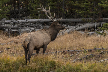 Fototapeta na wymiar Elk in Yellowstone