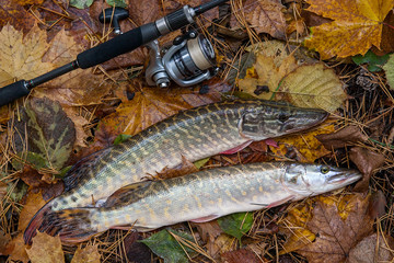 Freshwater pike and fishing equipment lies on yellow leaves..