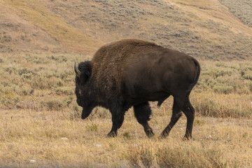 Bisons, 