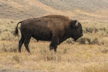 Bisons, buffalo