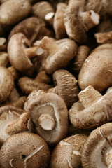 fresh uncooked mushrooms