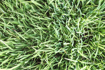 Obraz premium Green rice field in farm for background