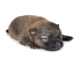 puppy pomeranian in studio