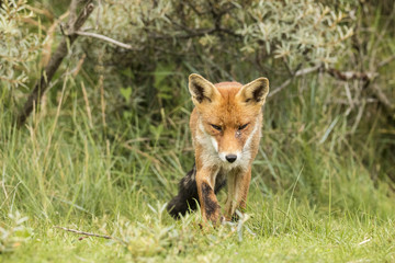 Red Fox, Vulpes vulpes