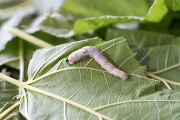The larvae of the butterfly species that can create a cocoon. To produce a yarn for weaving silk.