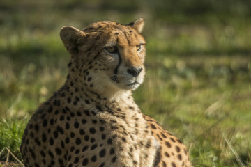 Cheetah, Acinonyx jubatus