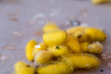 Pupal cocoon of a butterfly species which can be made into yarn for weaving the silk.