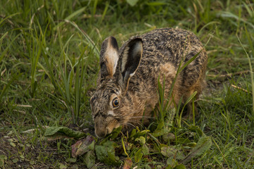 Hare