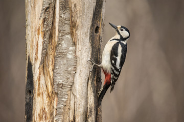 Great spotted woodpecker - obrazy, fototapety, plakaty