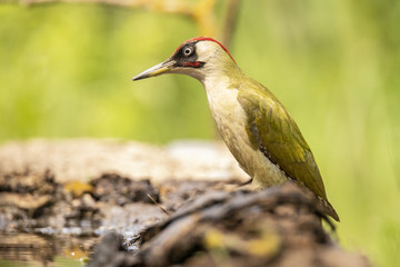 Green woodpecker,  Picus viridis