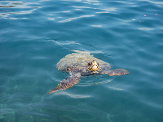 Loggerhead sea turtle, Caretta caretta