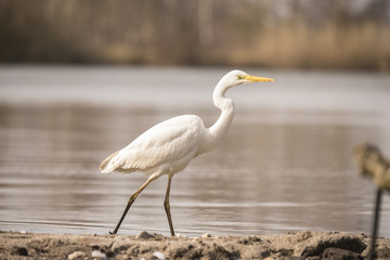 Heron, Great White Egret.