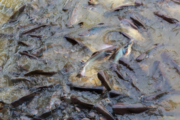 The iridescent shark (Pangasianodon hypophthalmus)