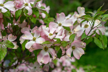 Fototapeta premium A close-up view of pink dogwood flowers, Cornus florida rubra