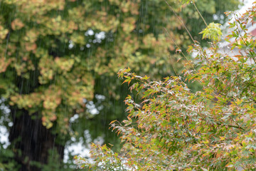 Close up of maple tree on rainy day in Tokyo, Japan