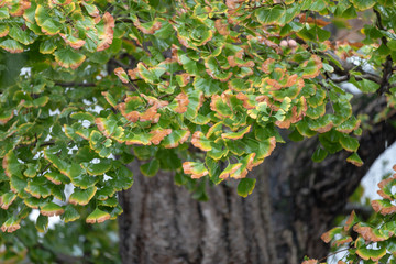 Close up of gingko tree leaves on rainy day