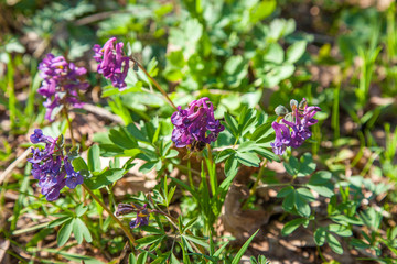 Spring forest with blooming Corydalis cava flowers.
