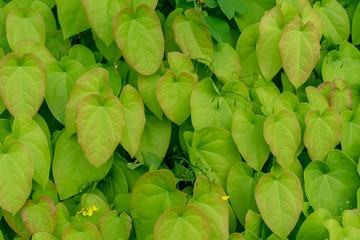barrenwort plant leaves for background design, epimedium pinnatum