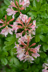 Beautiful blooming azalea - rhododendron luteum ericaceae