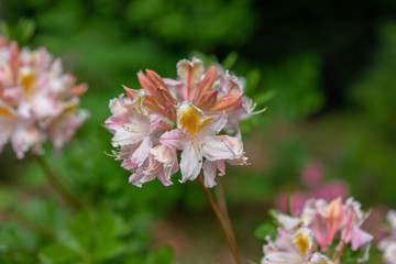 Beautiful blooming azalea - rhododendron luteum ericaceae