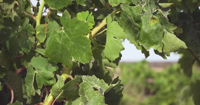 Close up of some grapevines' leaves. Camera moving up. Slow motion.