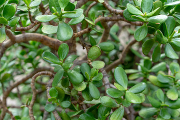 Dollar plant or money tree, Crassula ovata