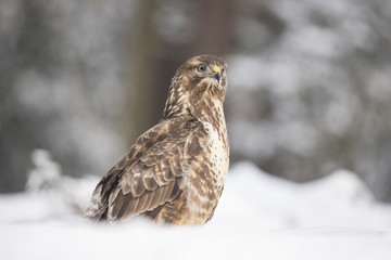 Buzzard, 