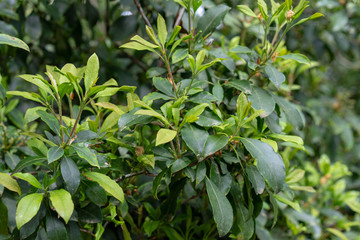 Fototapeta na wymiar Green leaves with small buds of Kalmia Latifolia Clementine Churchill closeup