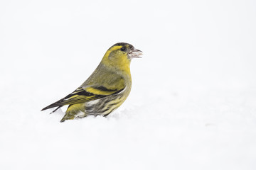 Siskin, Spinus spinus