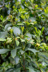 Green leaves with small buds of Kalmia Latifolia Clementine Churchill closeup