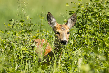 Roe Deer, Capreolus capreolus
