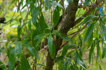 mousehole tree, myoporum laetum from new zealand