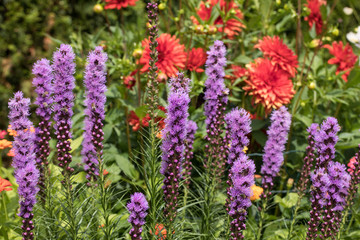 Fototapeta premium Liatris spicata flowers in the summer garden