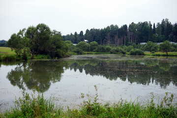 Fototapeta na wymiar Pond and forest