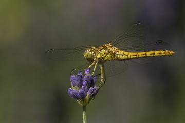 Darter, dragonfly, female