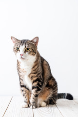 Fototapeta premium cute and grey cat