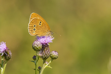 Ringlet, butterfly