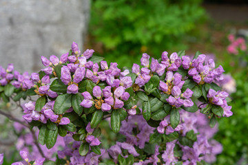 Fototapeta premium Purple flowers, rhododendron hybridum lanvendula