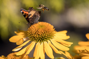Painted Lady (Vanessa cardui), butterfly feeding on Black eyed Susan(Rudbeckia hirta), in garden