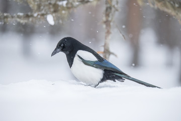 Magpie, Pica pica in winter