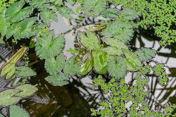 water lily leaf in pond