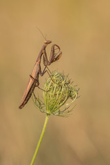 Braune Mantis