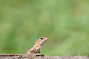 oriental garden lizard or eastern garden lizard in Thailand