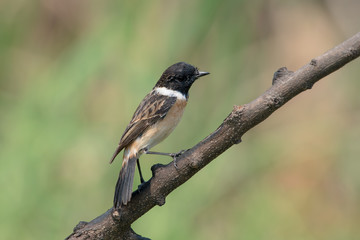 Fototapeta premium Siberian stonechat or Asian stonechat is a recently validated species of the Old World flycatcher family. It breeds in temperate Asia and easternmost Europe and winters in the Old World tropics.