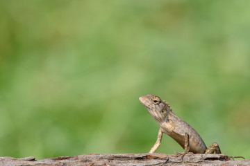 oriental garden lizard or eastern garden lizard in Thailand
