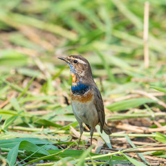 Male Bluethroats from Alaska, Bluethroat is one of the handful of birds that breed in North America and winter in Asia.