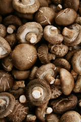 fresh uncooked mushrooms
