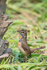 Male Bluethroats from Alaska, Bluethroat is one of the handful of birds that breed in North America and winter in Asia.